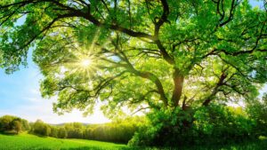 Leadership lessons from nature marshall goldsmith stakeholder centered coaching